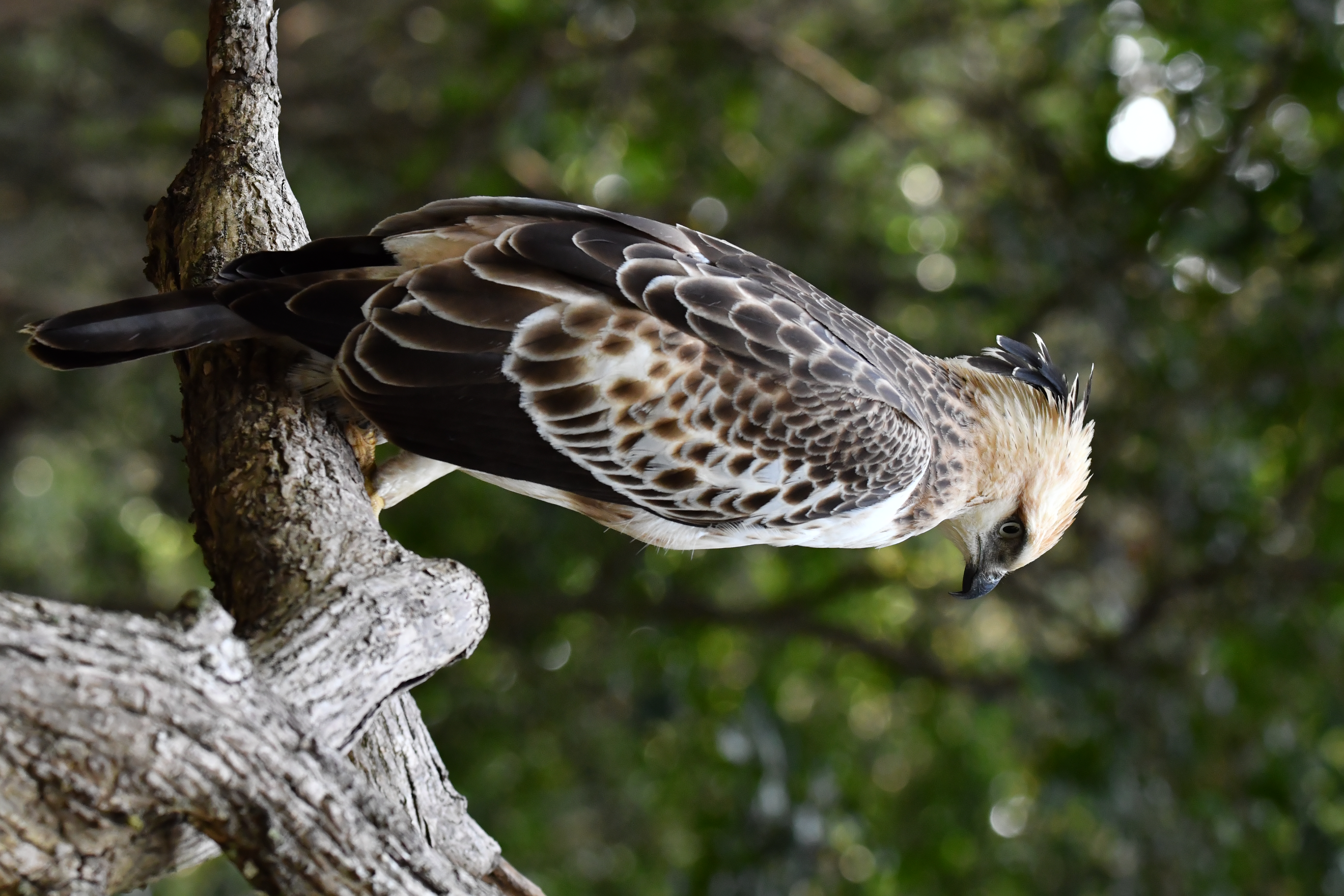 White-bellied sea eagle in flight