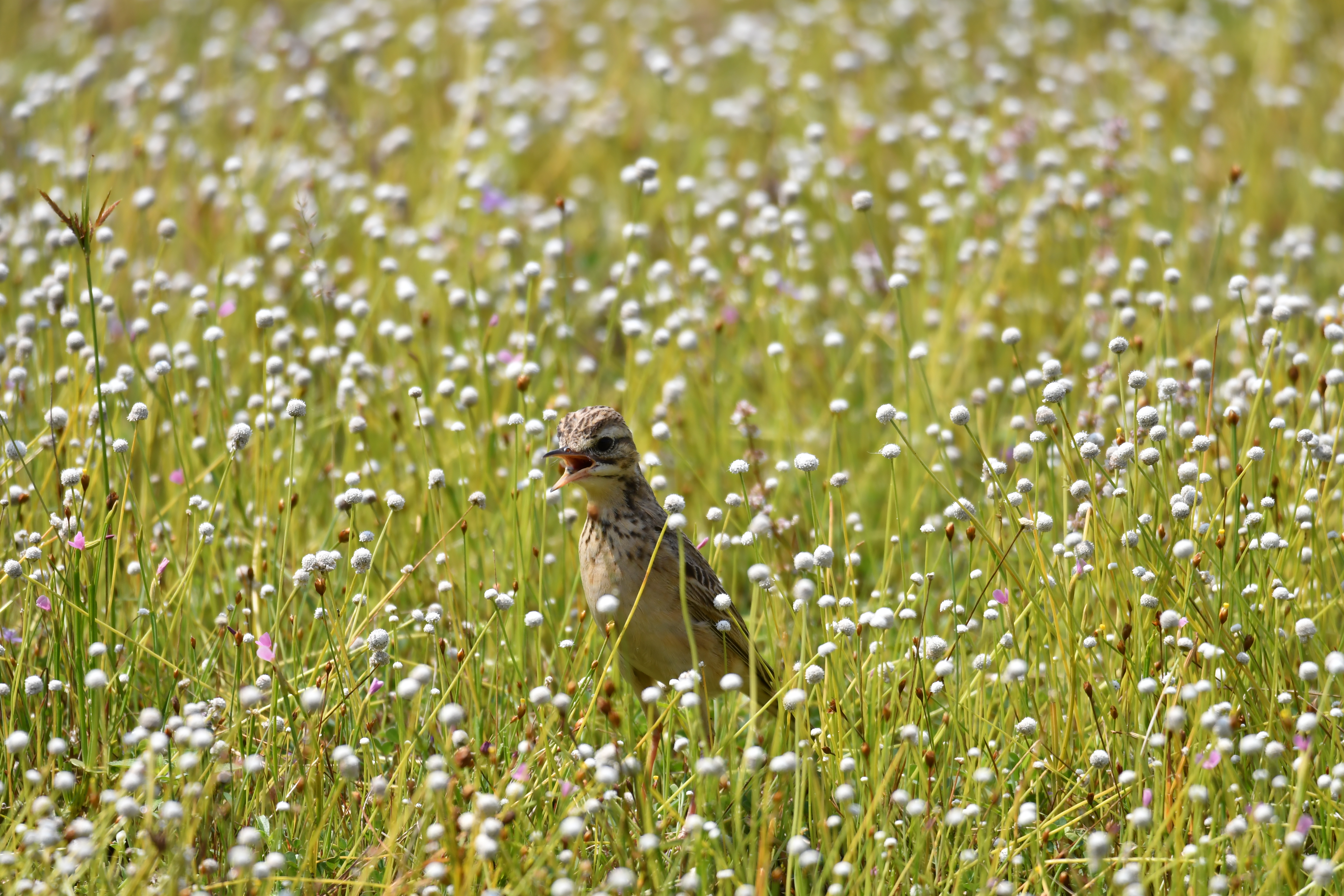A tusker in the long grass