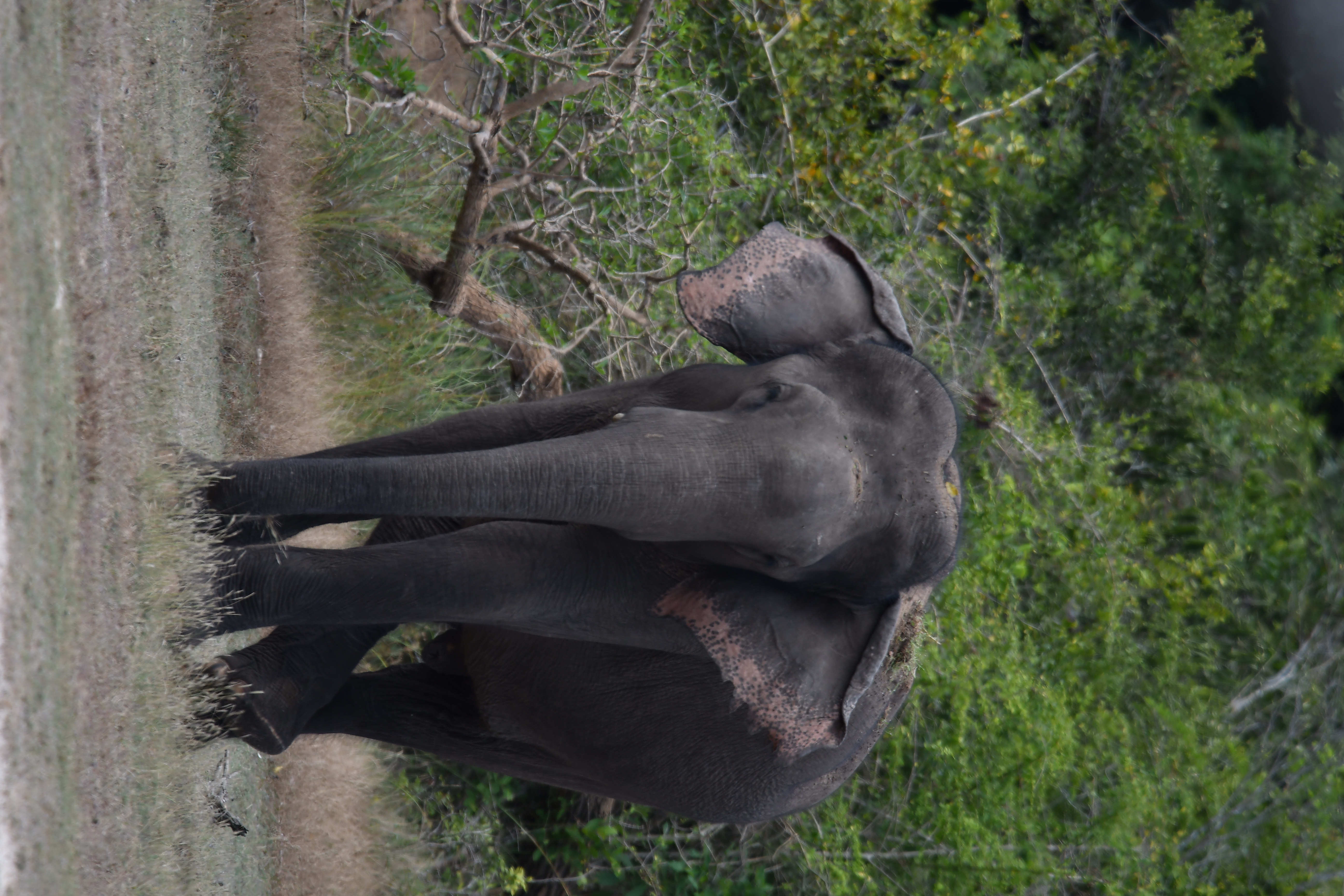 Young male resting on a fallen palu