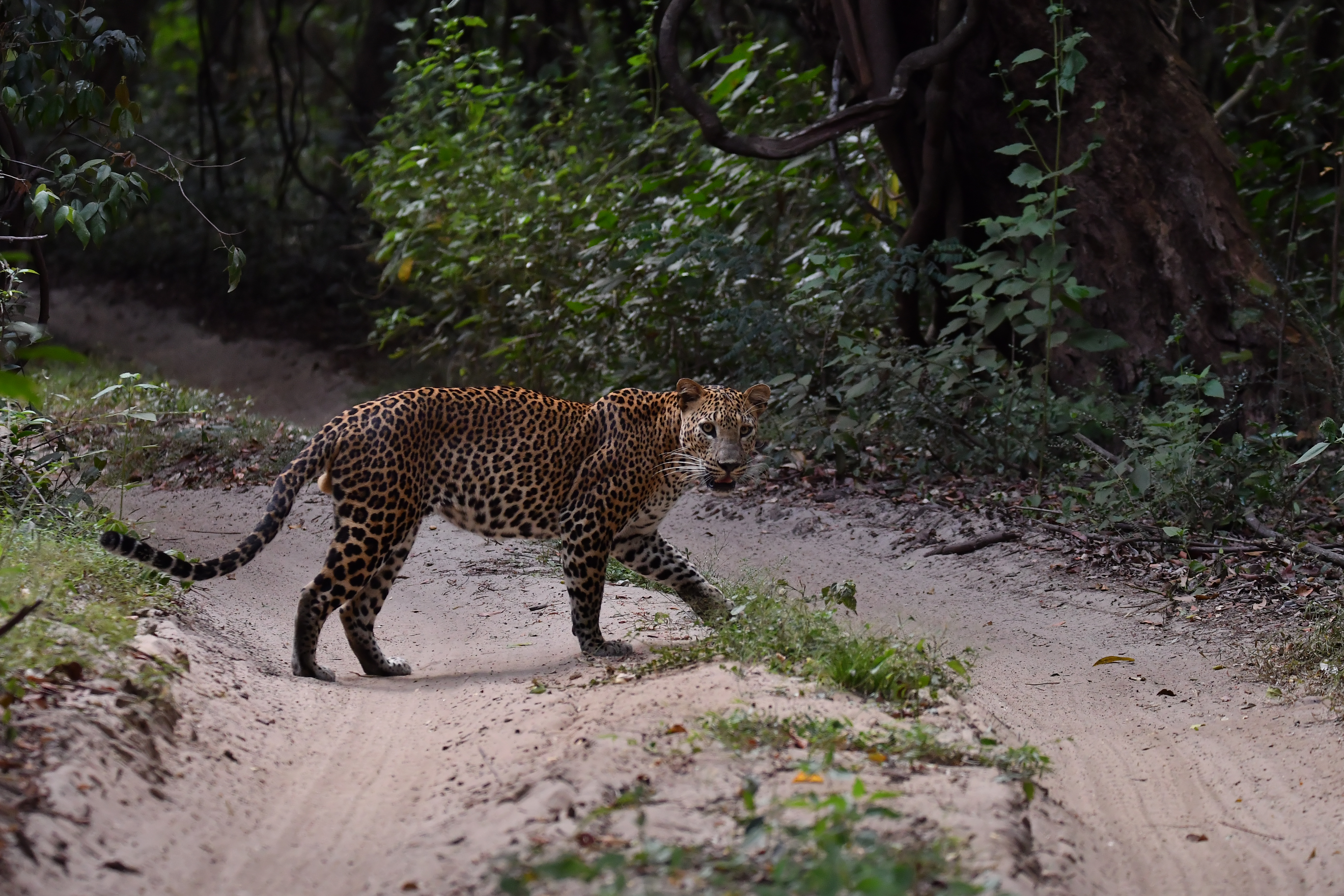 Checking the road before crossing
